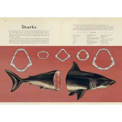 Kids West Elm Animalium