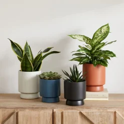 West Elm Bishop Ceramic Indoor/Outdoor Tabletop Planters