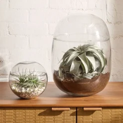 West Elm Cairo Terrariums