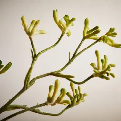 West Elm Faux Kangaroo Paw Stem