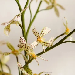 West Elm Faux Orchid Leaf