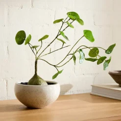 West Elm Faux Potted Caudex Plant