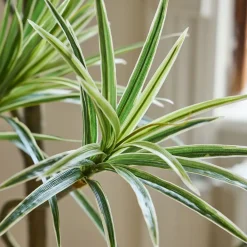 West Elm Faux Potted Dracaena