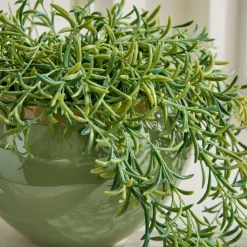 West Elm Faux Potted Drippy