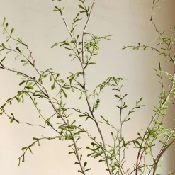 West Elm Faux Potted Sophora Prostrata