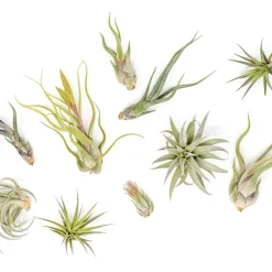 West Elm Live Beginner-Friendly Tillandsia Air Plant Assortment (Set of 10)