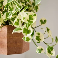 West Elm Live Mini Pothos Plant w/ Hanging Planter