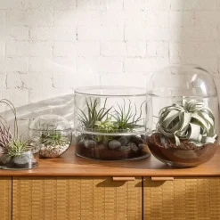 West Elm Live Premium Tillandsia Air Plant Assortment (Set of 10)