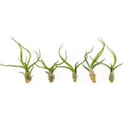 West Elm Live Tillandsia Bulbosa Guatemala Air Plants (Set of 5)