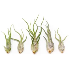 West Elm Live Tillandsia Caput Medusae Air Plants (Set of 5)