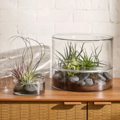 West Elm Live Tillandsia Xerographica Air Plants & Xerographica Seedling Pack