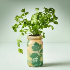 West Elm Modern Sprout Garden Jar