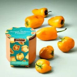 West Elm Modern Sprout Tiny Terracotta Grow Kit - Fruit