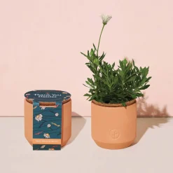 West Elm Modern Sprout Tiny Terracotta Grow Kits - Flowers