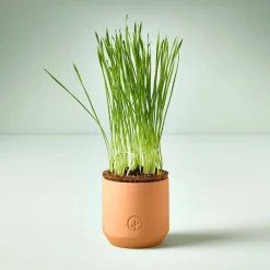 West Elm Modern Sprout Tiny Terracotta Grow Kits - Greens