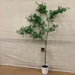 West Elm Open Box: Faux Maple Potted Tree (6') - Green