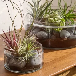 West Elm Thatcher Terrarium