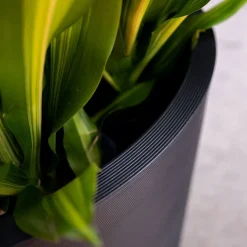 West Elm Veradek Curve Grooved Indoor/Outdoor Planter